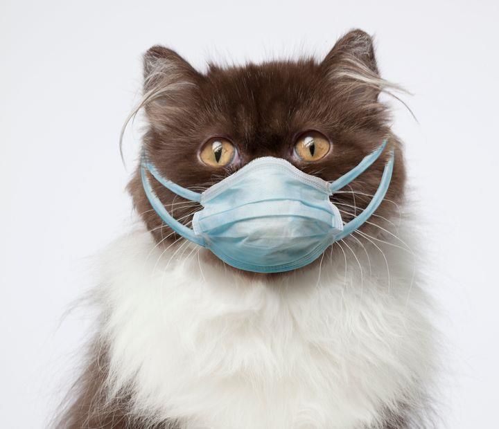 Κινεζικά ΜΜΕ: Οι γάτες μπορούν να κολλήσουν τον ιό από στενή επαφή με ανθρώπους