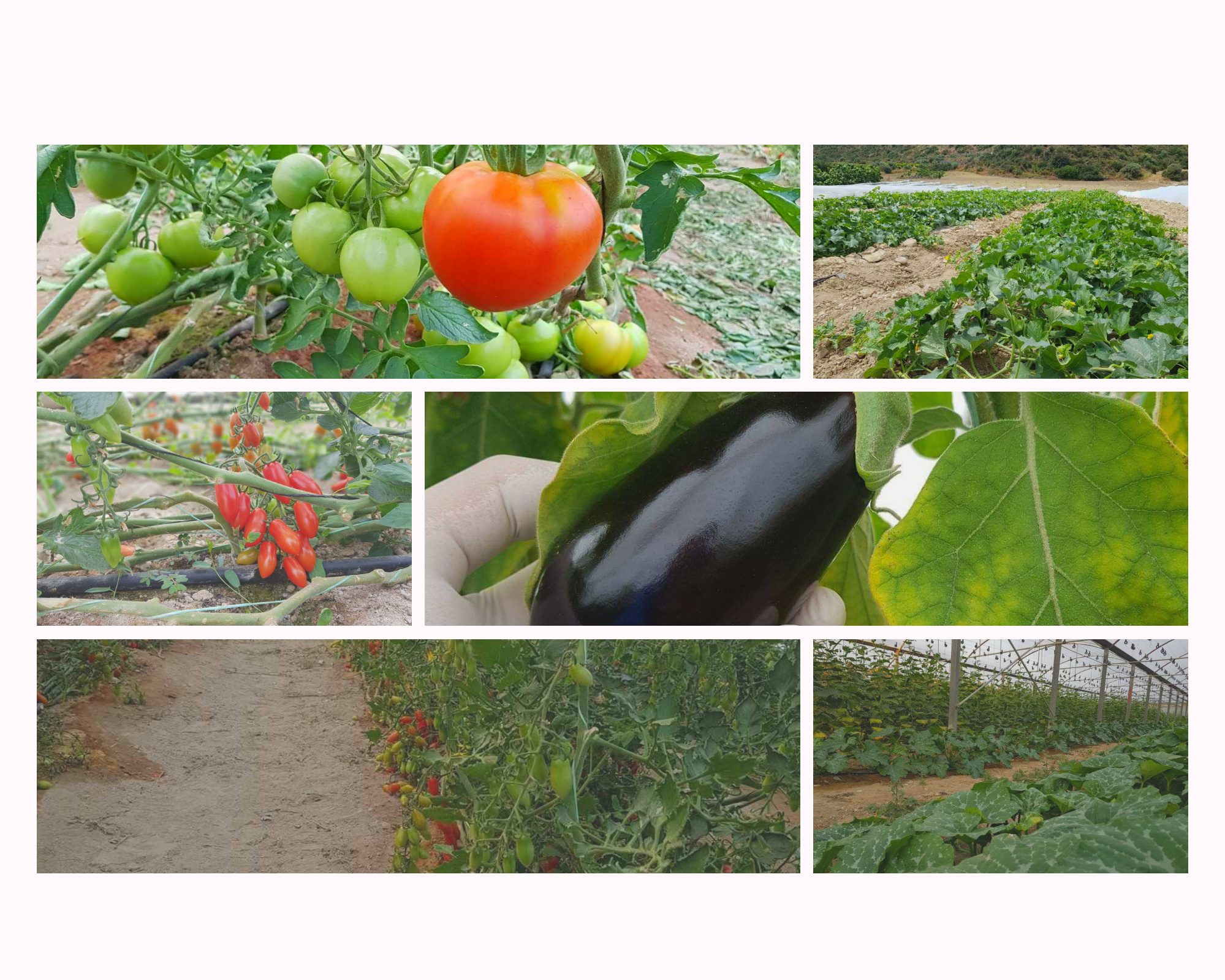 Fresh Vegetables Cyprus: Μια οικογενειακή επιχείρηση στον Άγιο Θεόδωρο Λάρνακας
