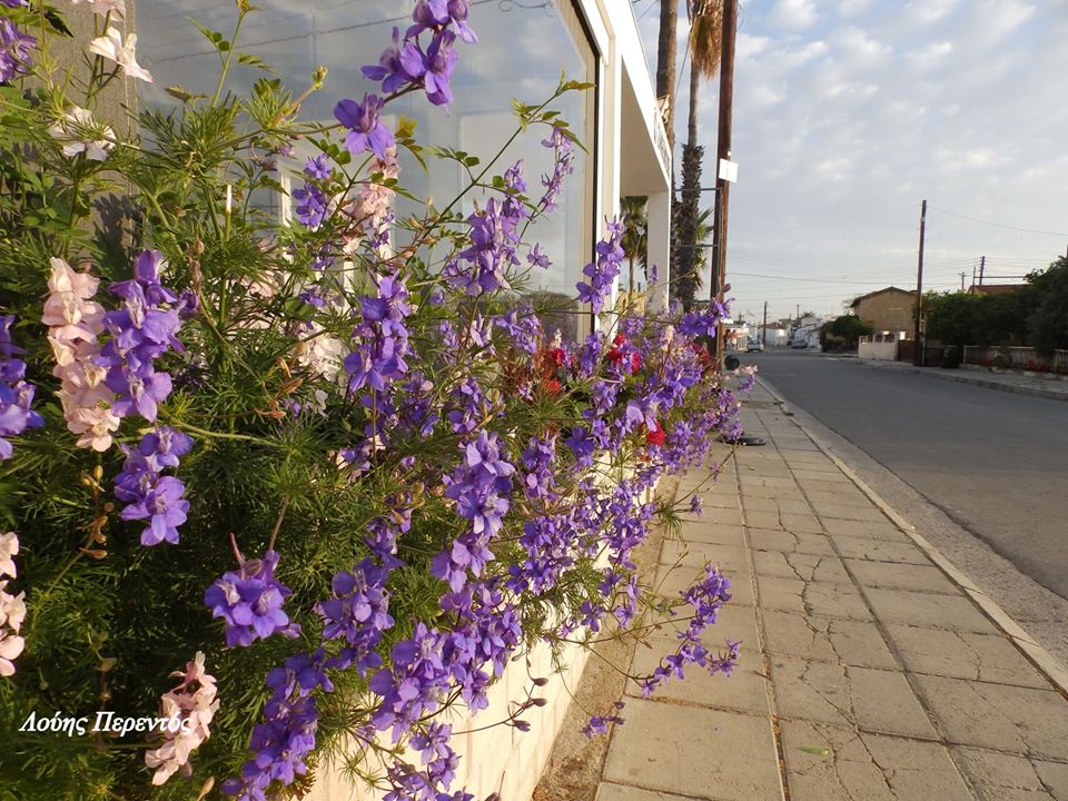 Καλημέρα Λάρνακα να έχετε μια ευχάριστη μέρα
