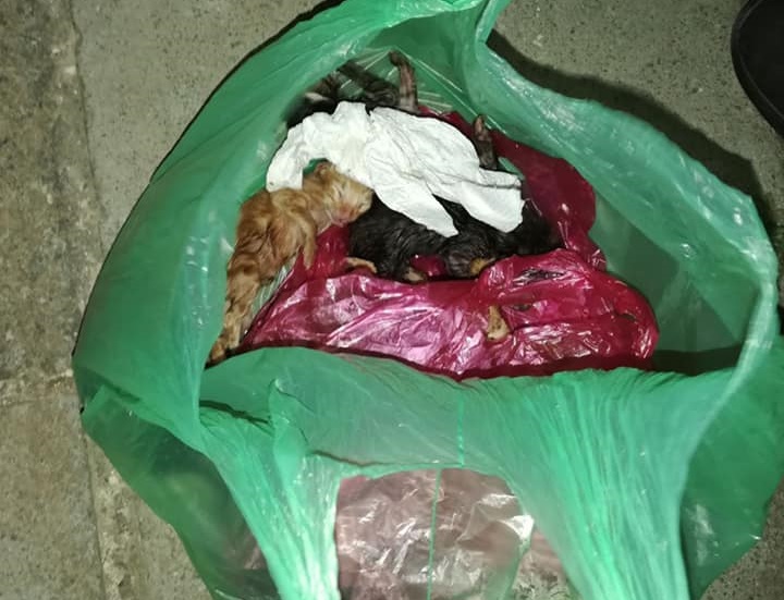 Κάποιος πέταξε νεογέννητα γατάκια στα σκουπίδια σε περιοχή της Λάρνακας