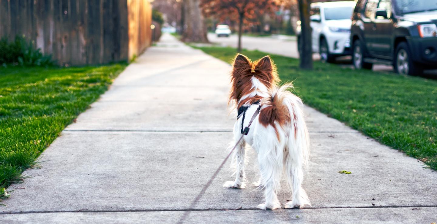 dog-4259565_1280