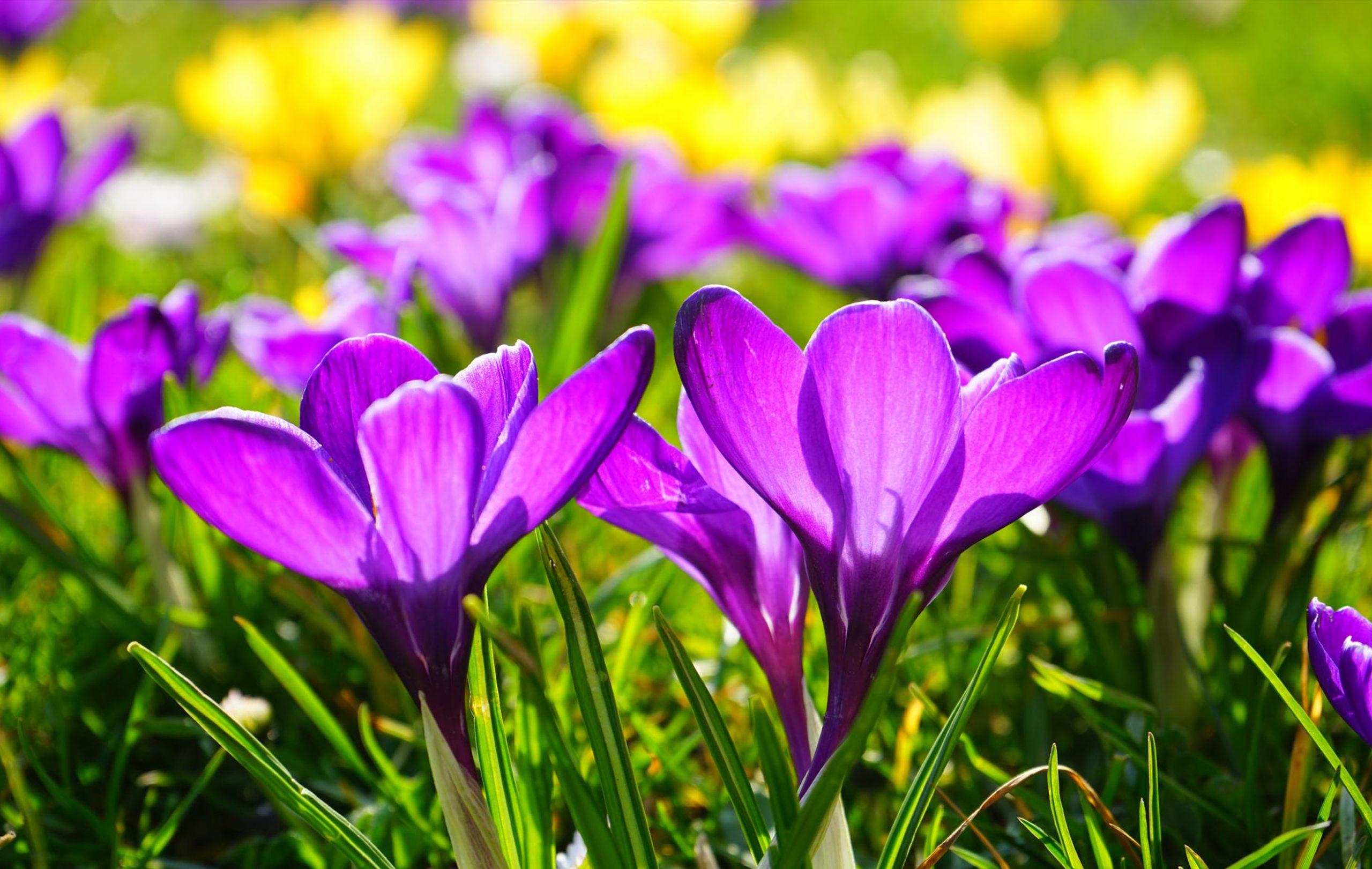 Μάης: Ο μήνας που η άνοιξη αποκαλύπτει όλη την ομορφιά της