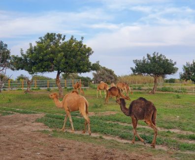 89722113_2596117997103493_5915944050078253056_n