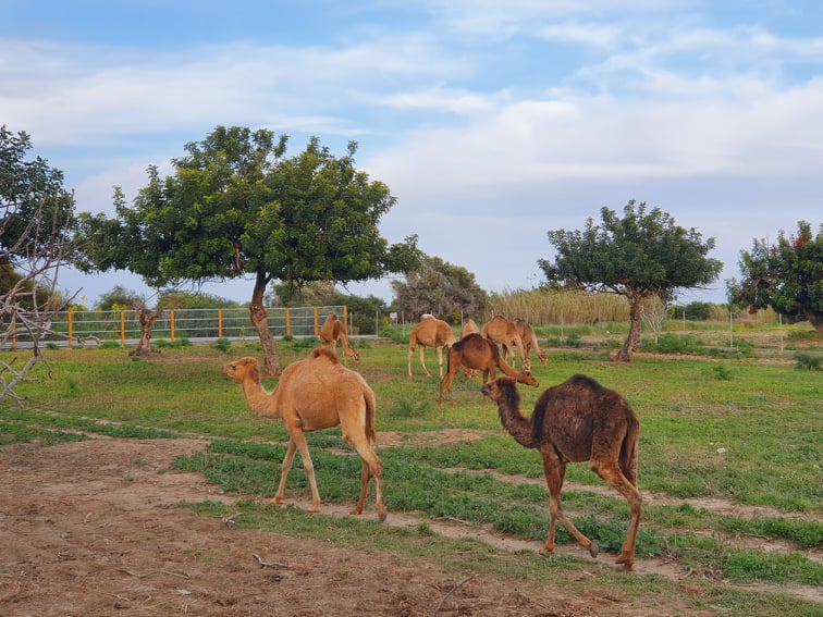 Πάμε να εξερευνήσουμε τις καμήλες (και όχι μόνο) στο θεματικό πάρκο της Λάρνακας