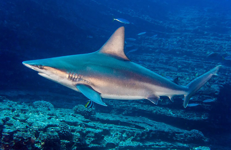 19 είδη καρχαριών που συναντιούνται στα κυπριακά ύδατα (photos)