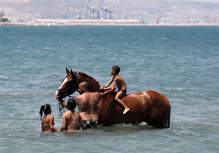 Όμορφα πλάνα με άλογα και σκυλιά στη θάλασσα του Μενεού (εικ. & βίντεο)