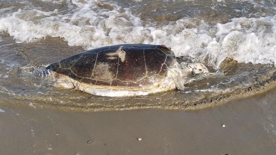 Επ.Λάρνακας:Ξεβράστηκε νεκρή χελώνα σε παραλία (VID)