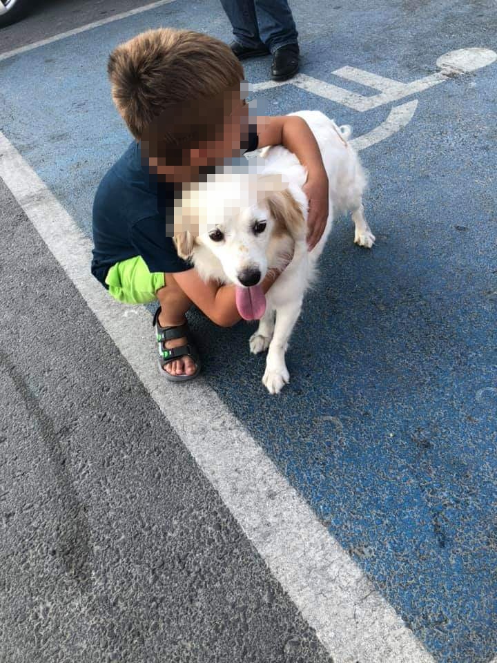Αυτό το σκυλάκι βρέθηκε στη Στρατηγού Τιμάγια