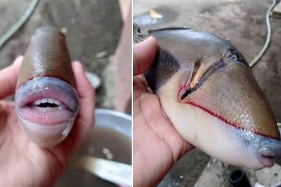 Viral η φωτογραφία ψαριού με «ανθρώπινα δόντια» – Είναι όμως αληθινή;
