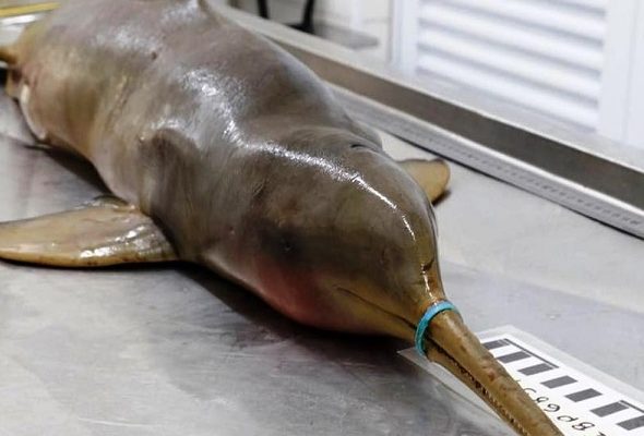 Πως ένα πλαστικό δακτυλίδι στέρησε τη ζωή ενός δελφινιού