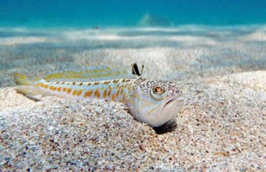 Δράκαινα: Το δηλητηριώδες ψάρι της άμμου που συναντάται στις ακτές της Κύπρου (video)