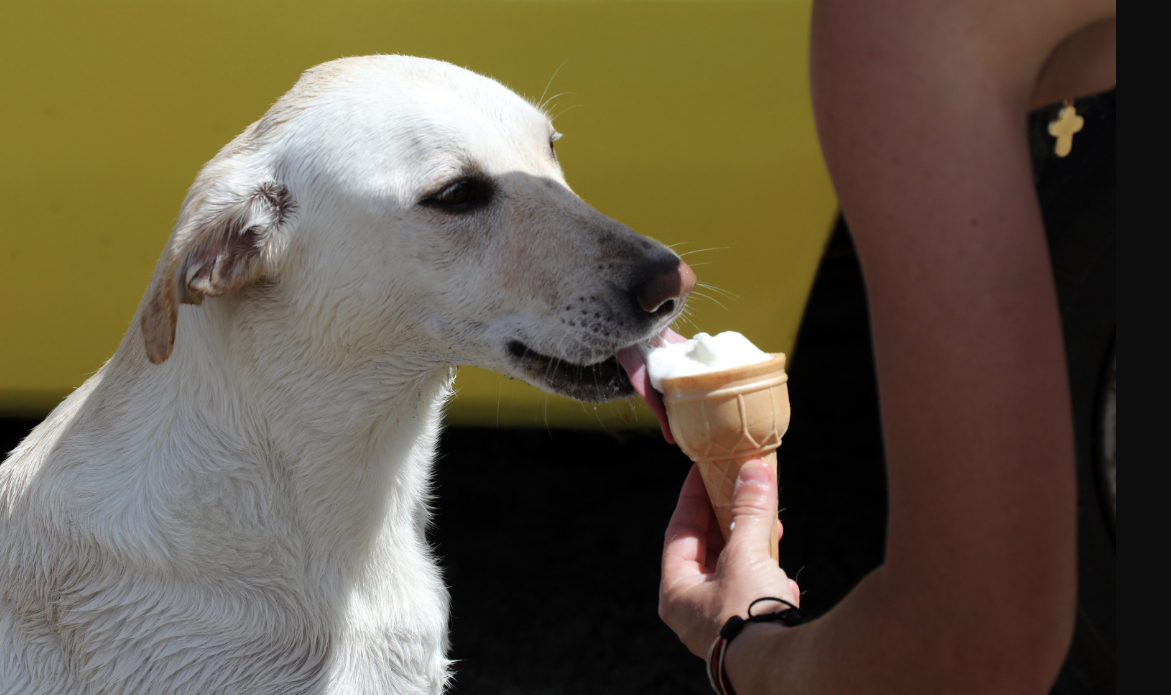 Σκύλοι περιμένουν τον παγωτάρη στη Λάρνακα μετά από βουτιές-Απολαυστικές ΕΙΚΟΝΕΣ