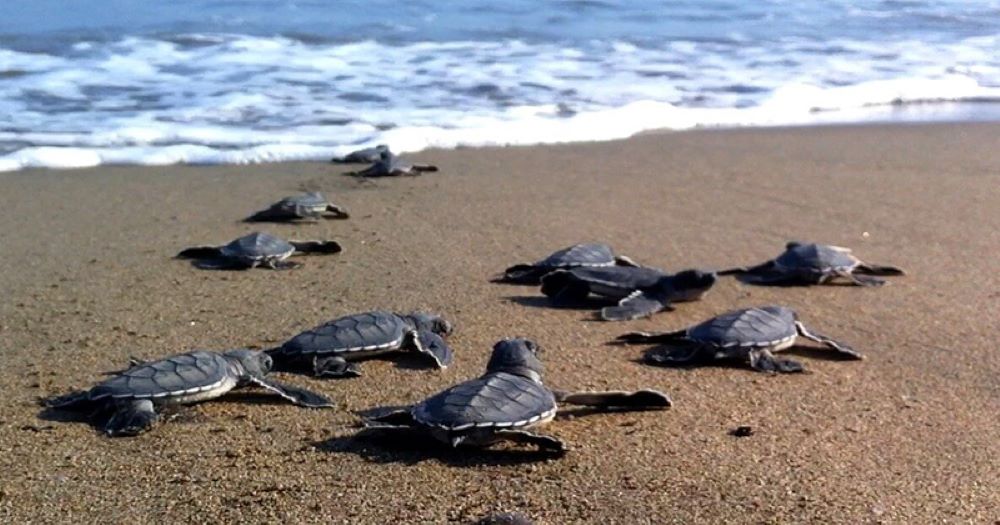 Μεγάλη έξοδος για 4.000 χελωνάκια στις παραλίες Κιτίου και Περβολιών
