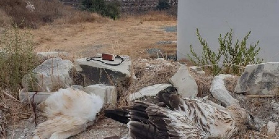 Αετός διαμελίστηκε από ανεμογεννήτρια σε χωριό της επαρχίας Λάρνακας