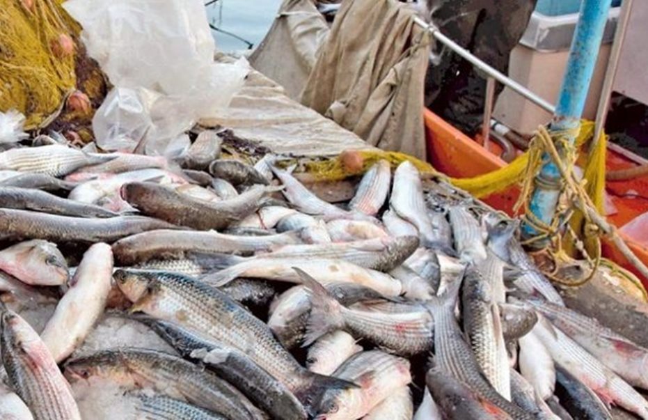 Υπουργός Γεωργίας: Ανάγκη ενίσχυσης της βιωσιμότητας της αλιείας