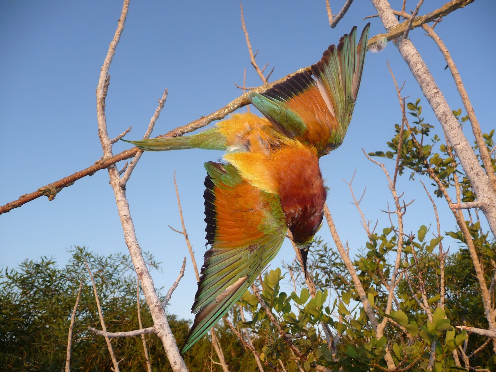 Έρευνα: 11 φορές περισσότερα πουλιά παγιδεύουν οι μιμητικοί ήχοι