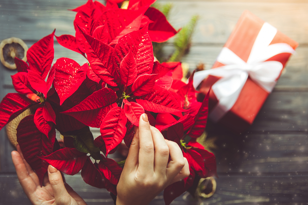 Christmas Decor: Πανέμορφα φυτά για να διακοσμήσετε το εσωτερικό του σπιτιού σας