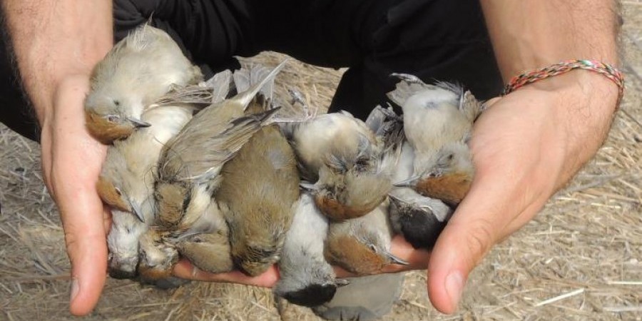 ΛΑΡΝΑΚΑ:Εξώδικα πρόστιμα ύψους €11.660 για παράνομη παγίδευση πουλιών