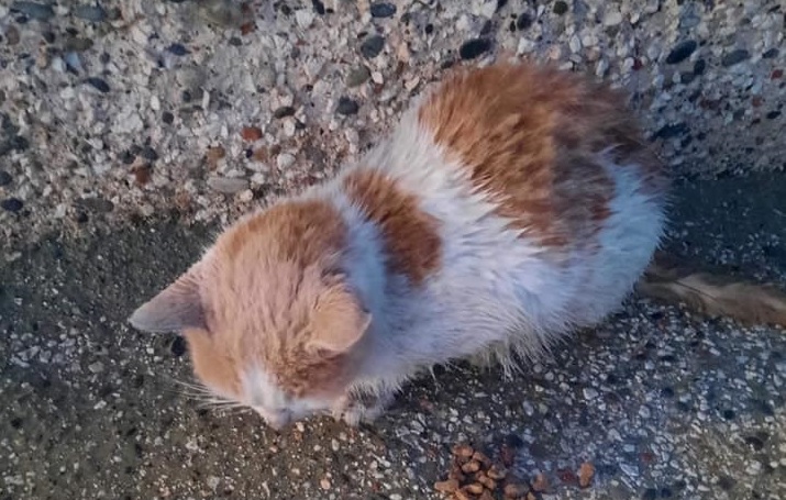 Αραδίππου: Ασυνείδητοι πυροβόλησαν γάτα στο σπόνδυλο
