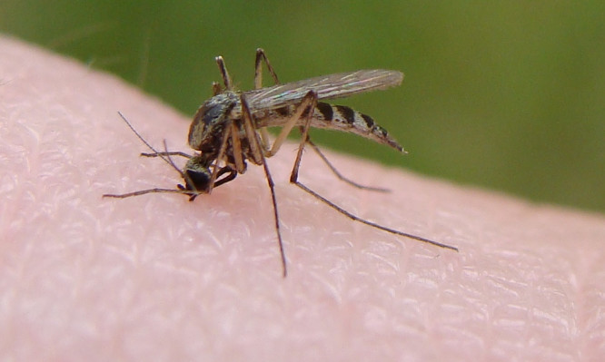 Λάρνακα: Συνεχίζονται οι ψεκασμοί για καταπολέμηση των κουνουπιών