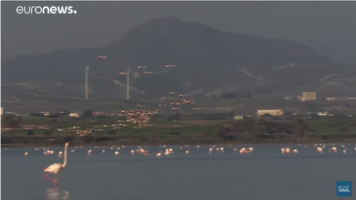 Φλαμίνγκο κινδυνεύουν στη Λάρνακα από σκάγια (ΒΙΝΤΕΟ)