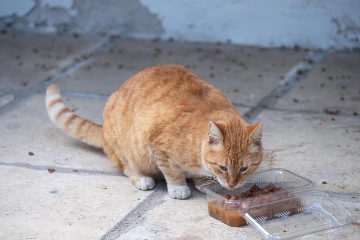 Σίτιση ζώων σε καταφύγια με τα περισσεύματα τροφής από την Εθνική Φρουρά