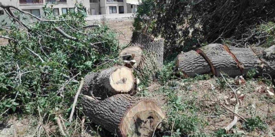 Διευκρινήσεις Τμήματος Δασών για κλάδεμα ευκαλύπτου στη Λάρνακα