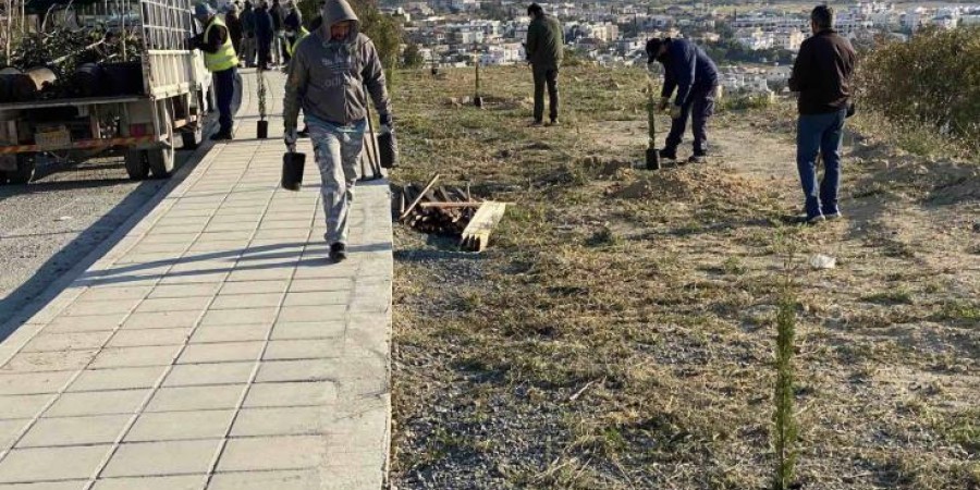 Συνολικά 370 δέντρα, χαρουπιές και τρέμυθοι φυτεύονται στην Ορόκλινη