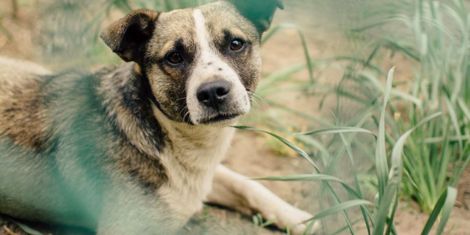 Προσοχή: Δηλητηρίαση σκύλων στην περιοχή Αγίου Γεωργίου Μακρή στη Λάρνακα