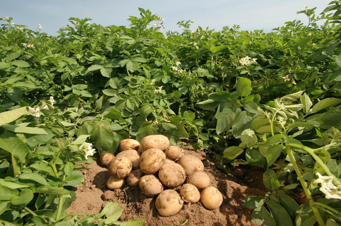 Οι κυπριακές πατάτες κέρδισαν τους ευρωπαίους καταναλωτές