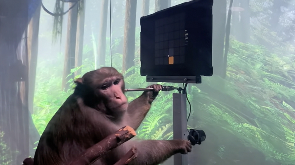 Μαϊμού παίζει βιντεοπαιχνίδι μέσω του νου της με ασύρματα εγκεφαλικά τσιπάκια (BINTEO)