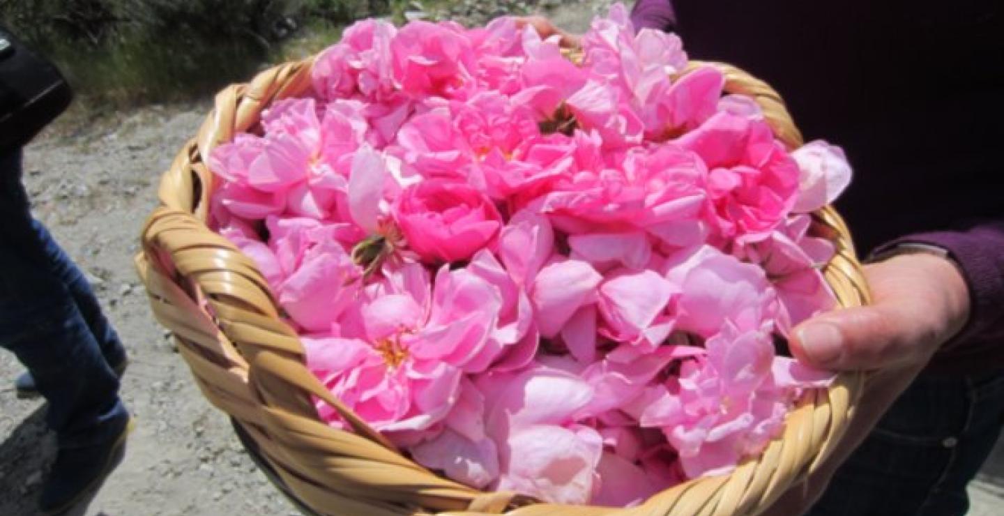 Η ανακοίνωση για το Φεστιβάλ Τριαντάφυλλου στον Αγρό