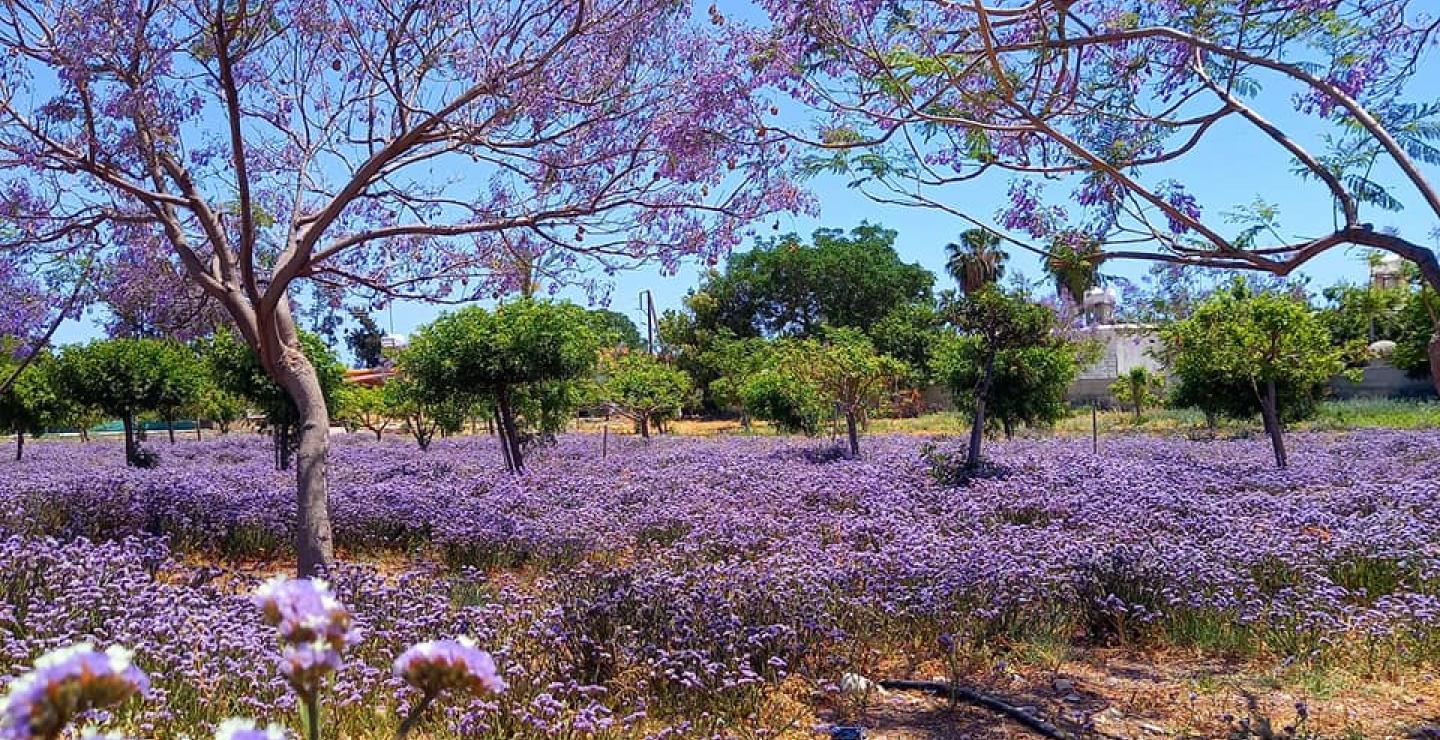 Ένα υπέροχο “μοβ λιβάδι” έκανε την εμφάνισή του στην κυπριακή φύση