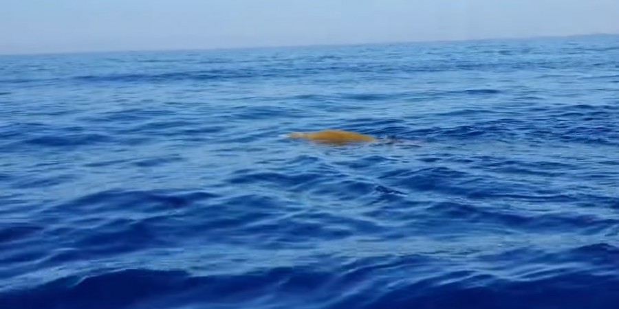 Βίντεο από τον εντοπισμό φάλαινας στα ανοιχτά της Λάρνακας