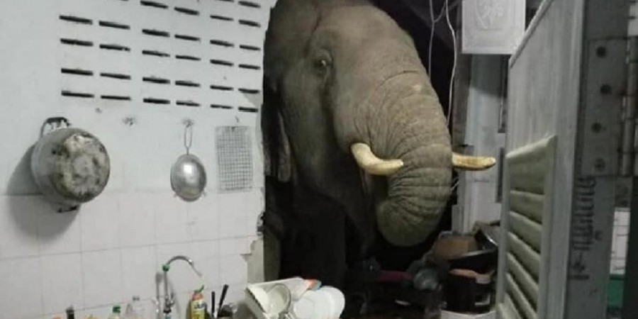 Ελέφαντας σπάει τοίχους για να κλέψει φαγητά από την κουζίνα σπιτιού (ΒΙΝΤΕΟ)