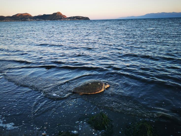 Πέθανε η χελώνα που εντοπίστηκε χθες τραυματισμένη στην Ακτή του Κυβερνήτη
