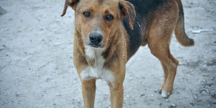 Φρίκη στη Λάρνακα: 90χρονος σκότωσε με μαγκούρα σκύλο
