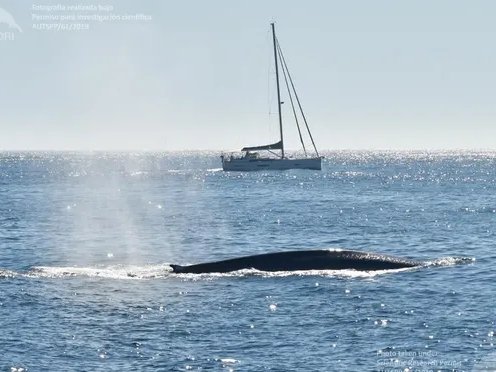 Μπλε φάλαινες εμφανίστηκαν μετά από απουσία 40 ετών
