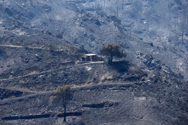 Πέραν των 25 χιλ. δέντρων και θάμνων θα φυτευτούν σε ορεινή Λεμεσό και Λάρνακα