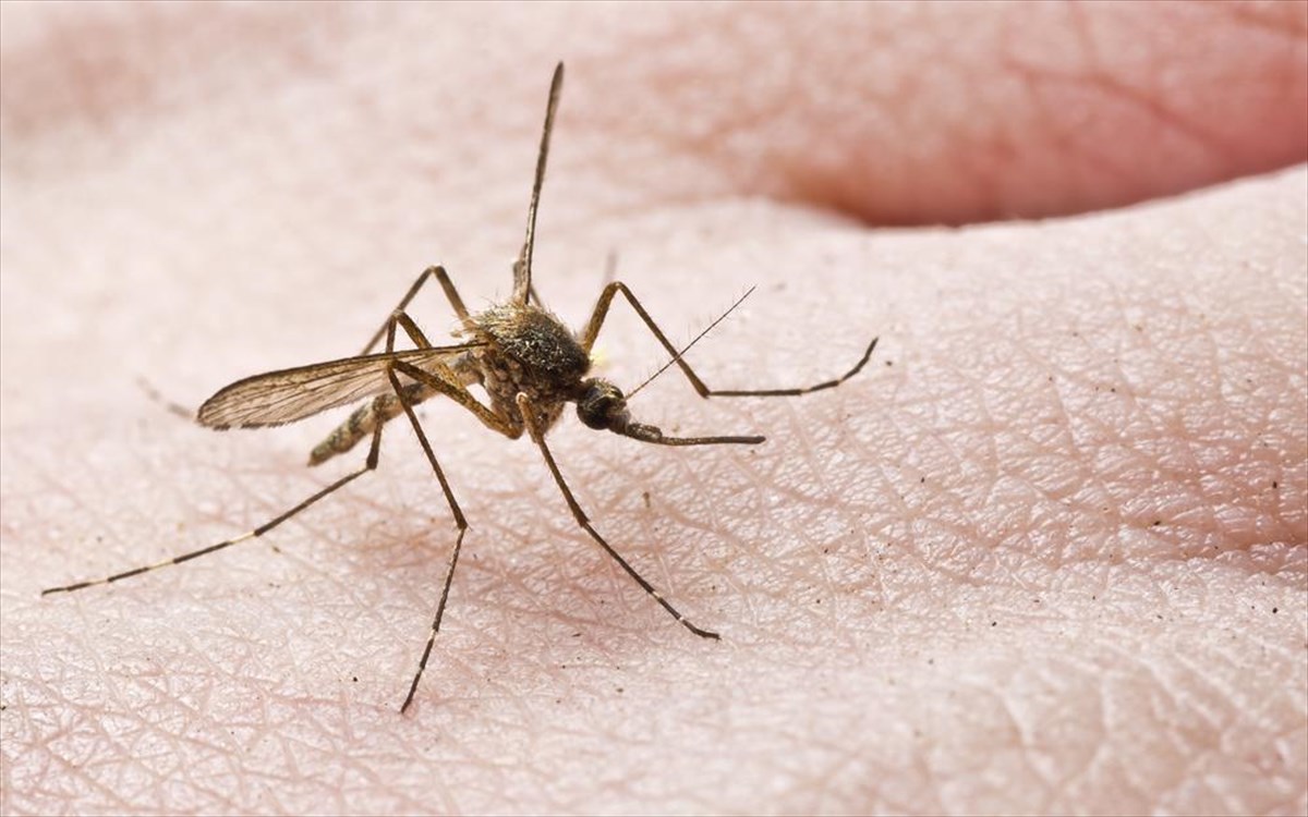 Γιατί σε τσιμπούν τα κουνούπια; – Οι 5 πιθανοί λόγοι