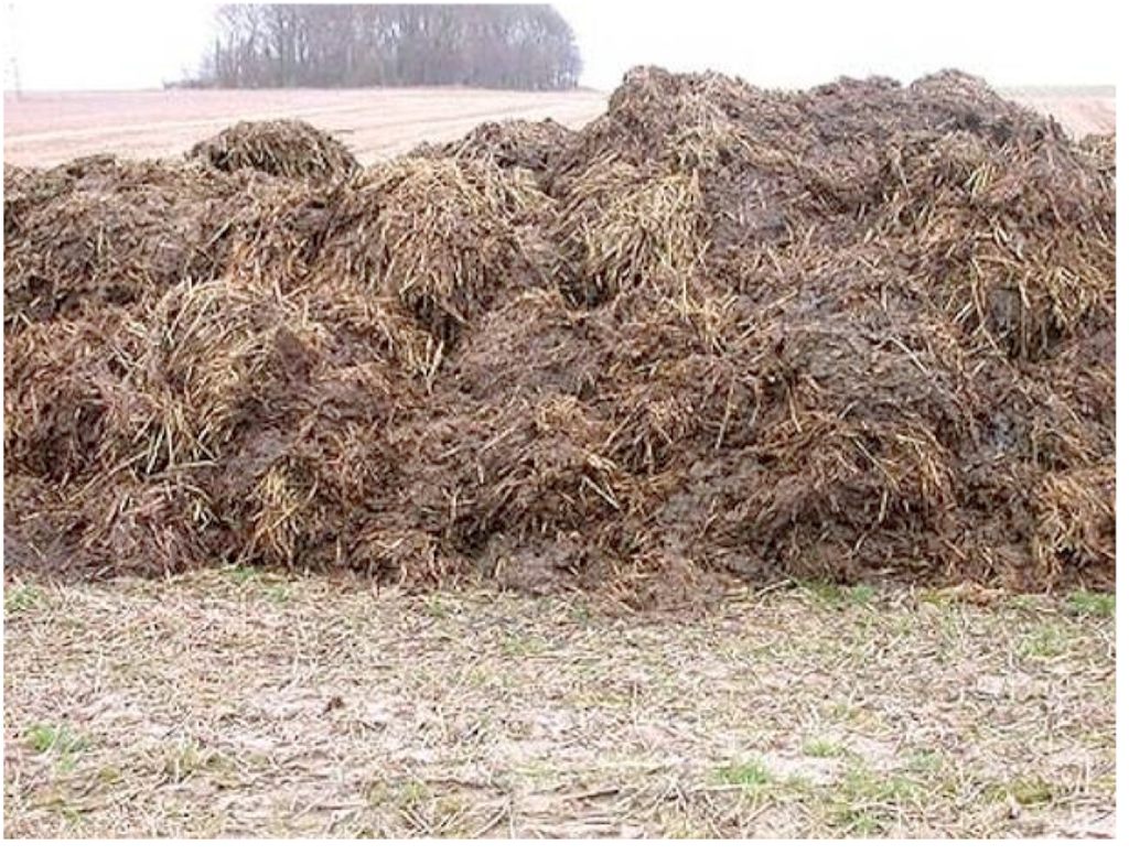 Manure. Навоз. Навоз коровий. Перегной коровий. Куча навоза.