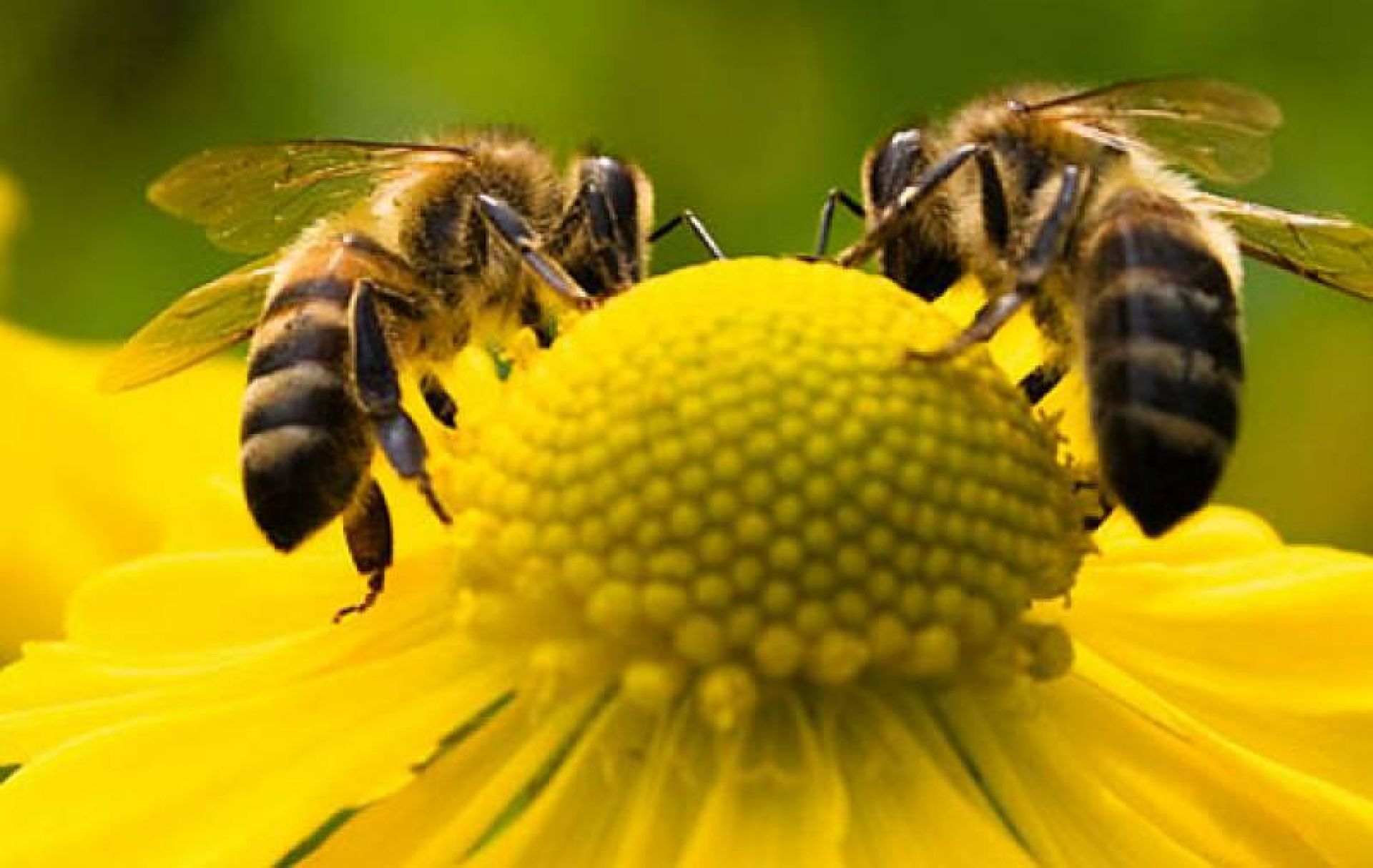 Πόσο σημαντική είναι η μέλισσα για το περιβάλλον και την κοινωνία μας;