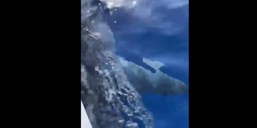 Εντυπωσιακό βίντεο: Καρχαρίας κολυμπάει δίπλα από βάρκα ανοιχτά της Λάρνακας