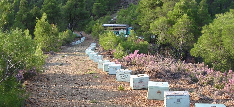 Μελισσοκομικά μονοπάτια στην ορεινή επαρχία Λάρνακας