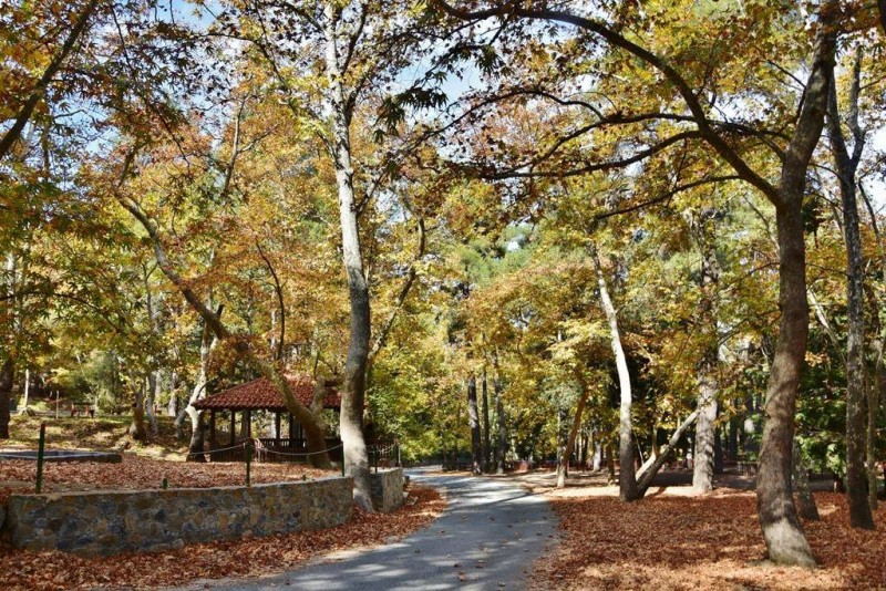 Το Φθινόπωρο «έντυσε» τα Πλατάνια – Μαγικές εικόνες