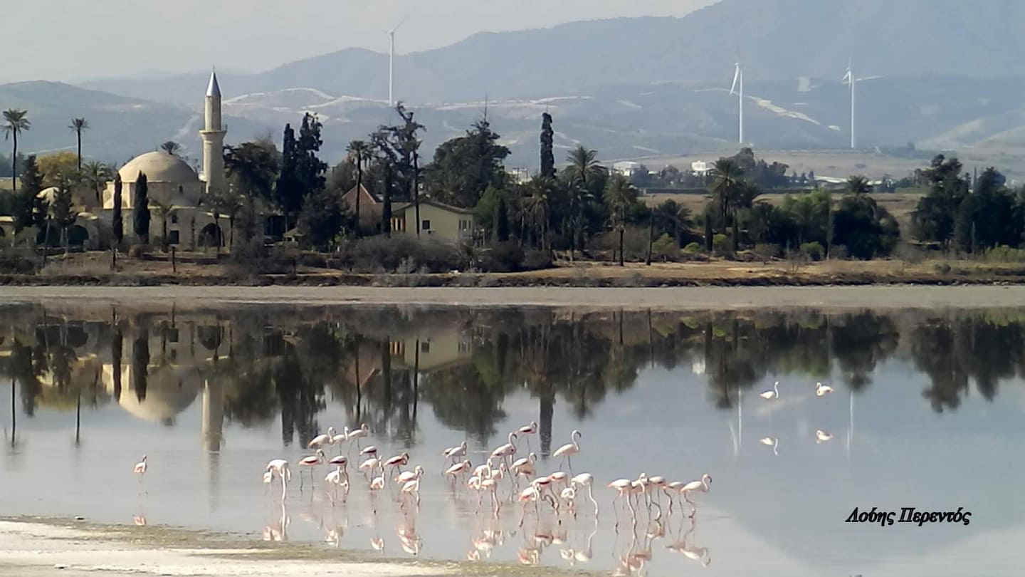 Έφθασαν τα πρώτα φλαμίνγκος (ΦΩΤΟ)