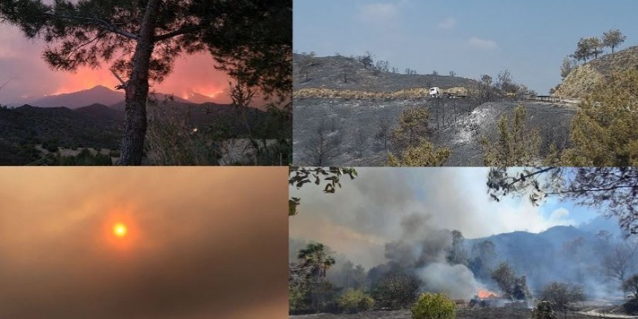 Αρχίζουν οι δενδροφυτεύσεις στην καμένη γη – Οι οδηγίες προς το κοινό