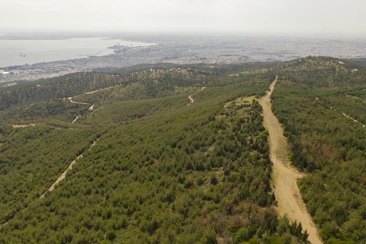 Εξήντα χιλιάδες δενδρύλλια θα παραχωρηθούν από το Τμήμα Δασών