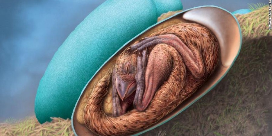 Βρέθηκε έμβρυο δεινόσαυρου 66 εκατομμυρίων ετών (ΒΙΝΤΕΟ-ΦΩΤΟ)