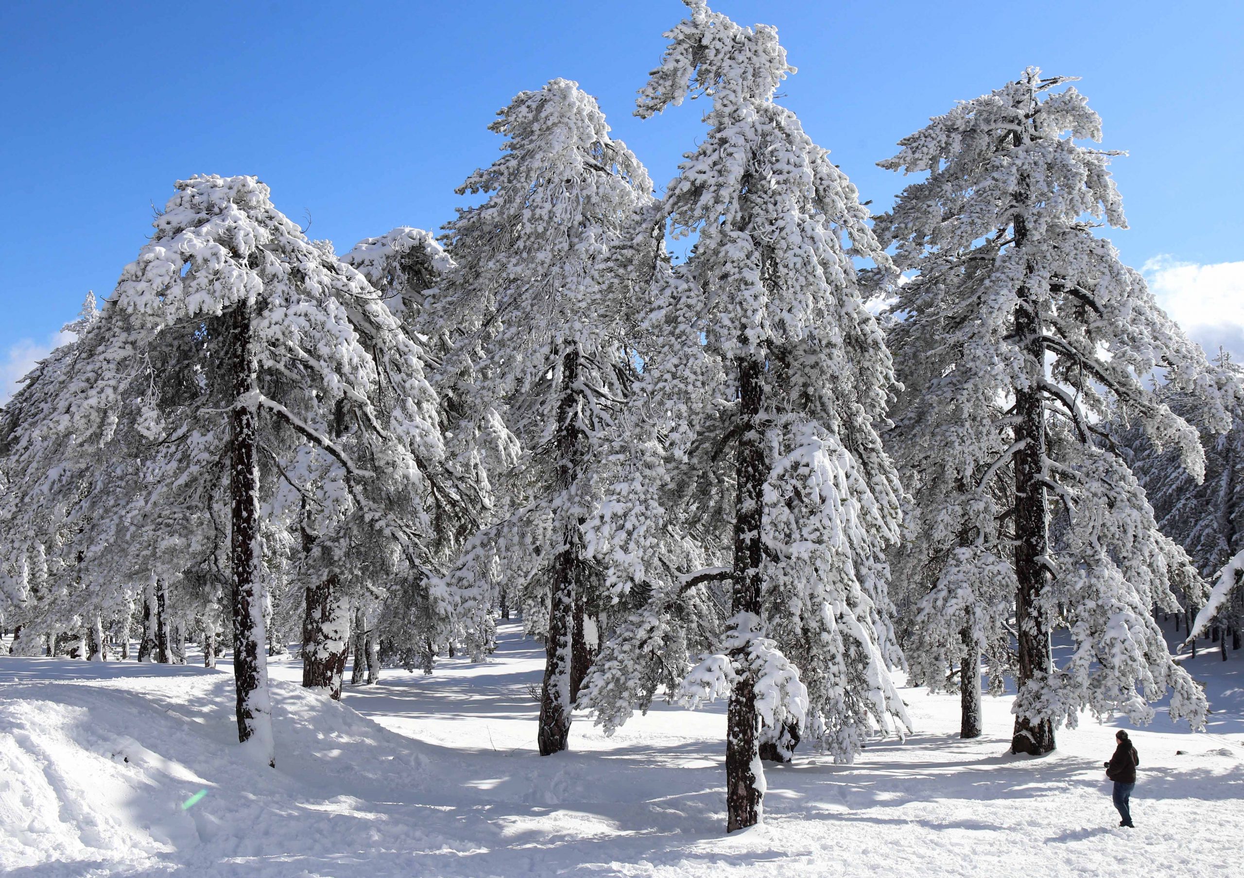 troooodoooos 0412 (1)